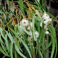 MediScent Eth. Eucalyptusolie
